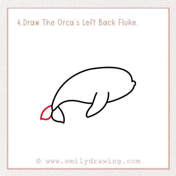 How to Draw an Orca - Step 4 – Draw The Orca’s Left Back Fluke