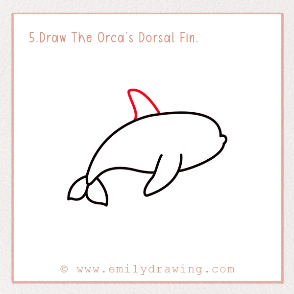 How to Draw an Orca - Step 5 – Draw The Orca’s Dorsal Fin